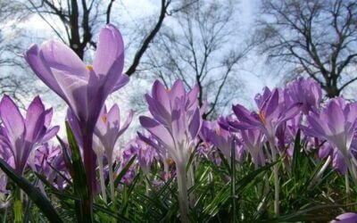 Poging 2 Stoppen met drinken – Week 4